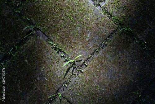 Tableau sur toile 苔に覆われた岩肌に生える植物