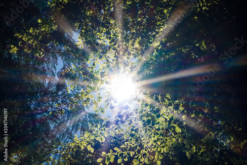Intense sun flare and brilliant starburst rays shining through green forest canopy during a summer heat wave at high noon