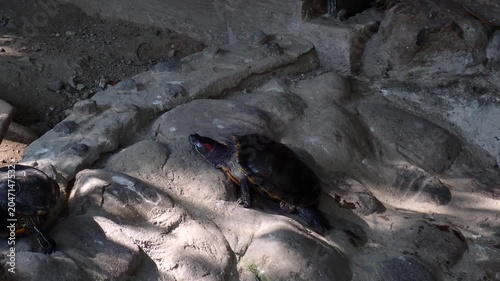 Red-eared slider turtle explores a rocky enclosure. Freshwater reptile moves across textured stone habitat in a calm wildlife scene.