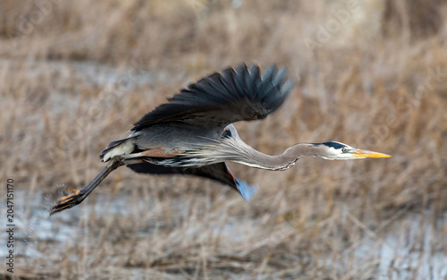  a Great Blue Heron caught just as it's lifting off low over a marsh. Alviso Marina County Park, Santa Clara County, California.