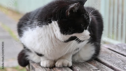地面に佇む長毛の白黒猫
