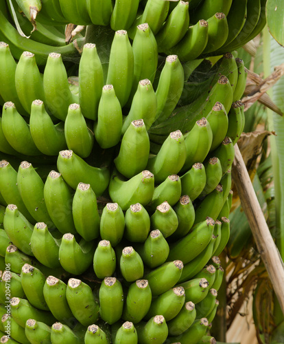 Horticulture of Gran Canaria - Banana Bunch Growing on Plantation in Galdar Gran Canaria