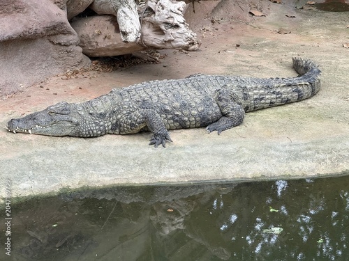 Crocodiles impressionnants à la Ferme de Pierrelatte dans la Drôme
