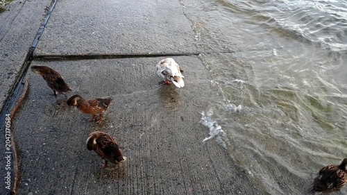 Real Time of Female Mallard Duck Mother with Ducklings family cleaning feather on Lake Geneva Shore in Switzerland.