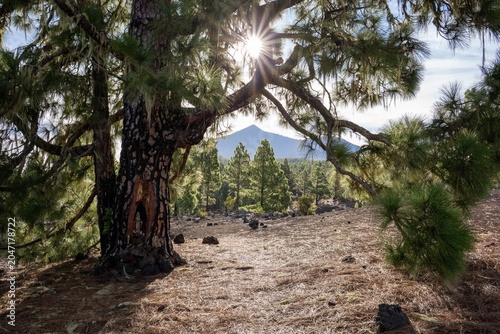 Scenic view of Mount Teide on Tenerife, Canary Islands, framed by a pine tree and lush pine forest. Golden sunlight rays filtering through the branches create a serene and atmospheric landscape.