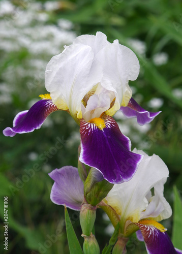Bright colorful iris in the garden close-up