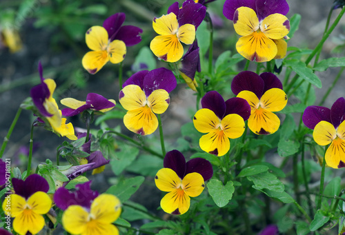 bright yellow-purple pansies in a garden flowerbed