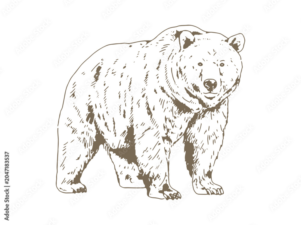 Obraz premium Vintage Bear Illustration, Hand Drawn Engraving Style Wildlife Drawing