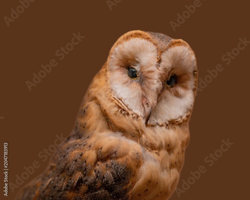 Owl from the Middle East