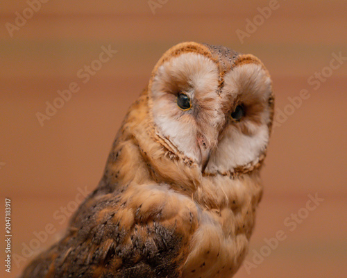 Owl from the Middle East