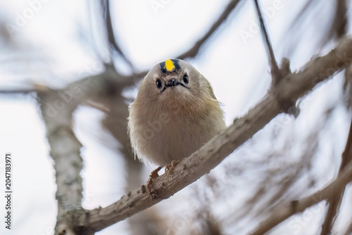 A small, fluffy goldcrest bird with a distinctive yellow and black striped crown sits alertly on a thin, textured branch against a blurred background