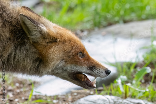 A detailed profile view captures a wild red fox with its jaws parted, revealing its pointed teeth and a fragment of wood held within its mouth