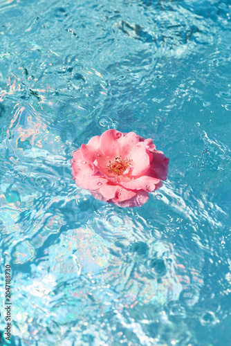 Floating pink flower rests on surface of shimmering blue water in a tranquil setting during bright daylight