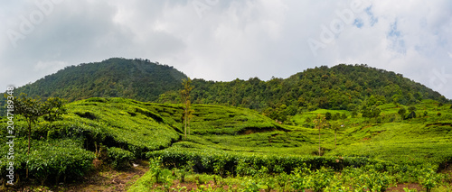 Lush tea plantation in Puncak, West Java, Indonesia.