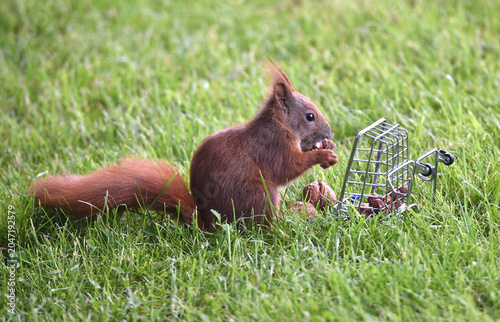 Eichhörnchen holt sich Nüsse aus einem Einkaufswagen