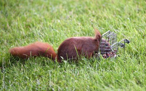 Eichhörnchen holt sich Nüsse aus einem Einkaufswagen