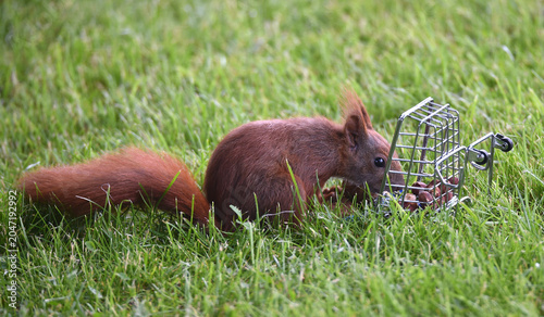 Eichhörnchen holt sich Nüsse aus einem Einkaufswagen