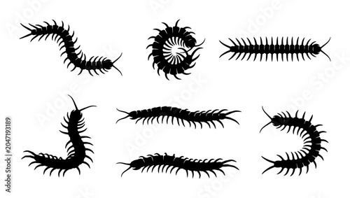 Schilderij op canvas Black Centipede Silhouettes, Arthropod Vector Set, Insectoid Creature Collection