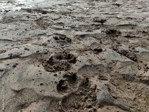 Foto Animal paw prints pressed into a wavy layer of wet, sandy alluvial mud and river silt, creating a strong conceptual image of tracking, wildlife, or survival