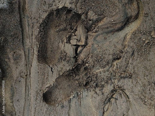 Obraz na plátne Footprint pressed into a mixture of wet sand and alluvial silt, featuring natural textures and cracks, symbolizing human presence, investigation, or movement through a disaster zone