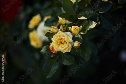 Single blooming yellow rose surrounded by unopened buds and dark green leaves