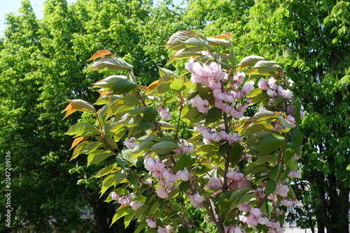 Canvas-taulu Branches of blossoming Kanzan sakura in mid May