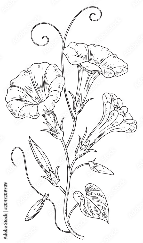 Αυτοκόλλητο Vintage morning glory floral study in detailed line engraving art