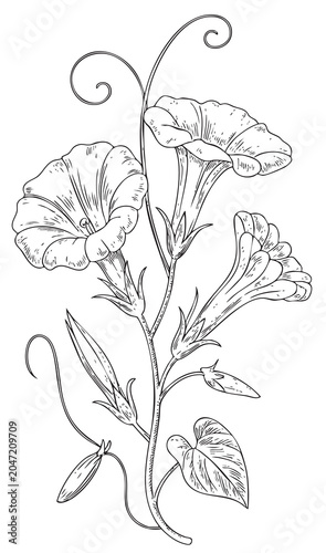 Photos Vintage morning glory floral study in detailed line engraving art