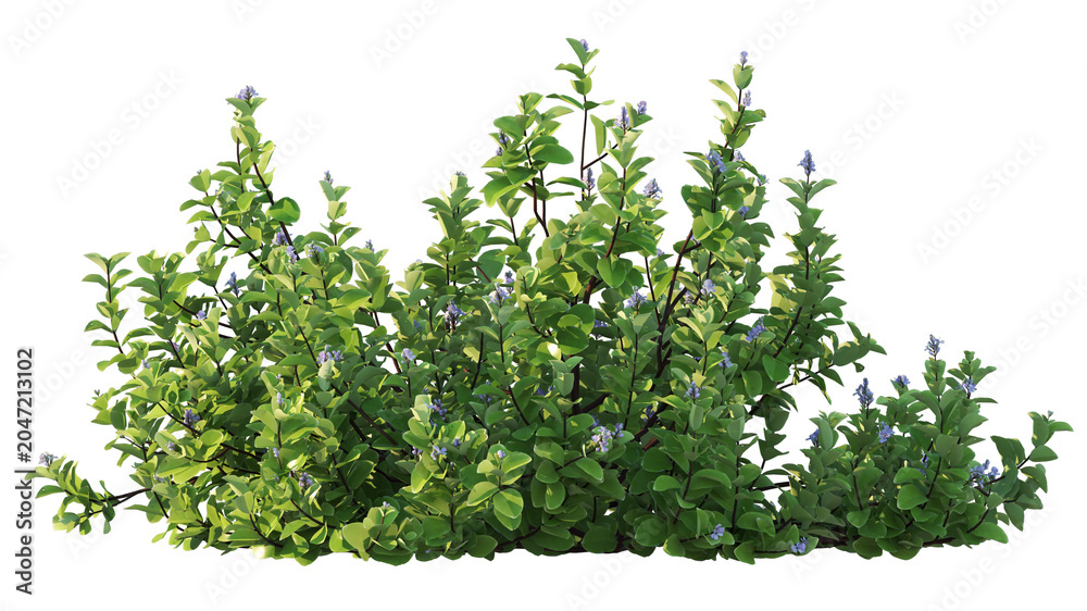 Fototapeta premium flowering shrub isolated on white