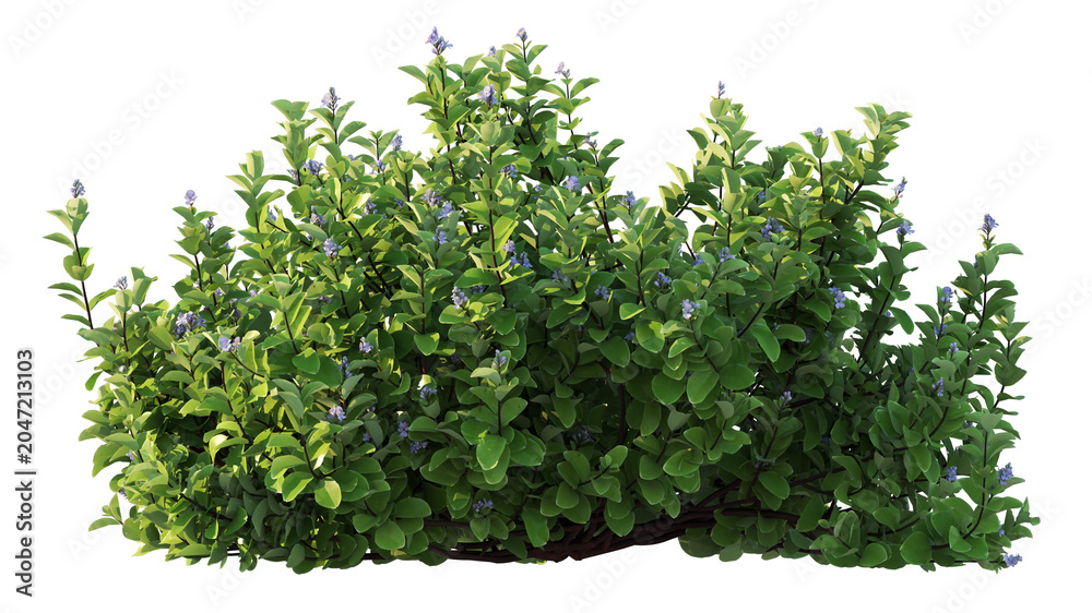 Fototapeta premium flowering shrub isolated on white