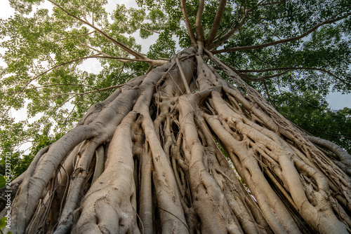 Majestic large tree with sprawling canopy showcasing strength and natural beauty in landscape