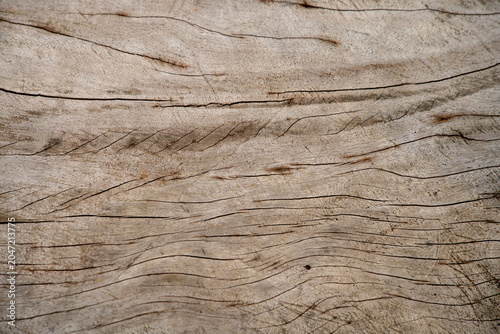 Weathered dry wood texture with natural grain patterns and rustic organic background