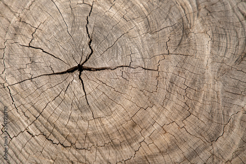 Tree rings and cracked center of large log showcasing natural wood texture and aging process
