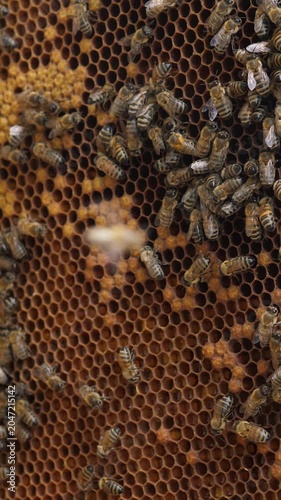  beekeeper holding hive frame filled with honey bees 4k