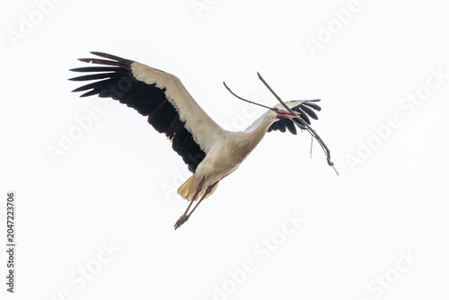 White stork flying with nesting material in flight