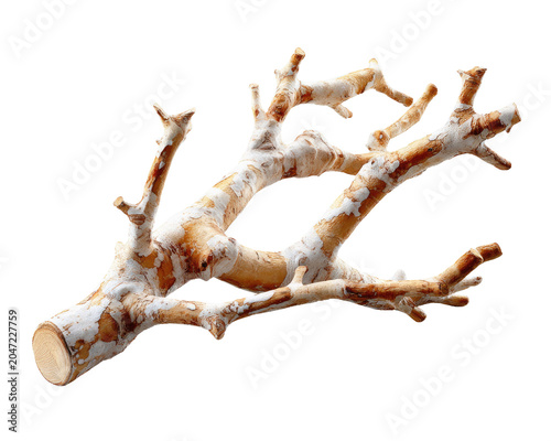 Bleached Branch Sculpture: A dry, bleached tree branch with a unique, artistic shape, suggesting natural weathering and organic form.