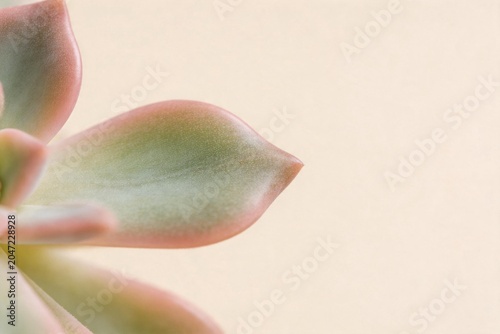 Closeup of succulent plant leaf