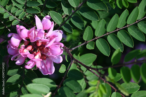 Close-up of blooming pink acacia flower, representing spring and nature.