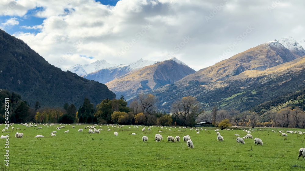 Naklejka premium Sheep Grazing in a Green Valley with Snow-Capped Mountain Backdrop