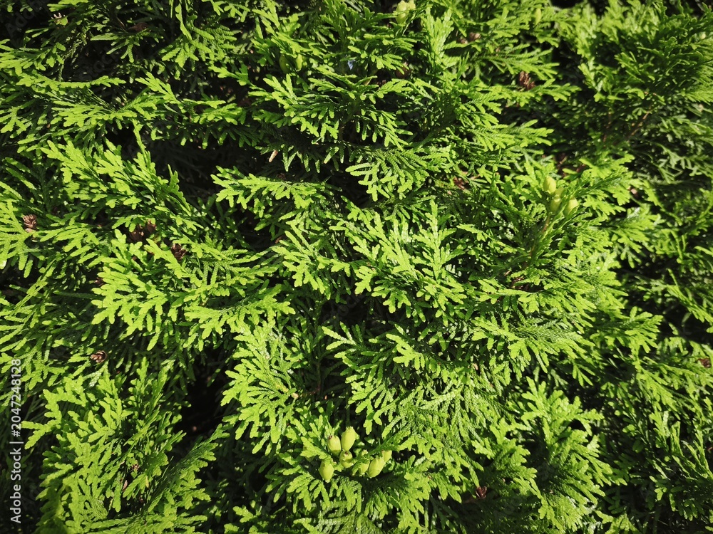 Fototapeta premium Green Arborvitae Cones and Evergreen Foliage in Natural Sunlight Close Up