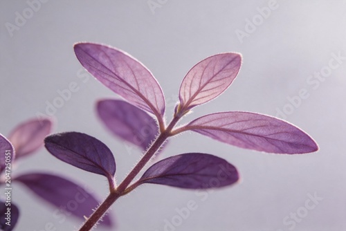 Purple leaf plant closeup