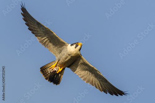 Fotografie Peregrine falcon Falco peregrinus in flight clutching prey in its talons close u