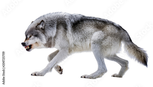 Konstfotografi Aggressive grey wolf snarling with bared teeth, isolated on transparent backgrou
