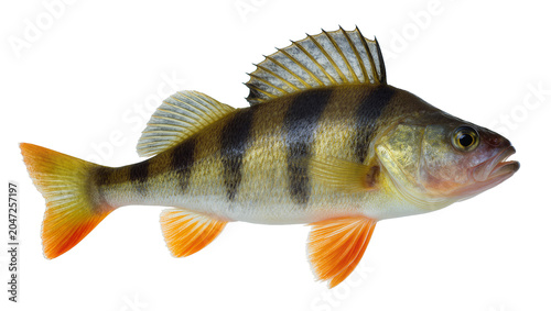 Fotografie Yellow perch fish with dark vertical stripes, isolated on transparent background