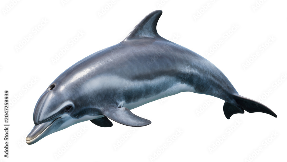 Obraz premium Gray dolphin swimming, isolated on transparent background