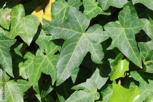 Obraz na plátně Hedera helix 'Pittsburgh'