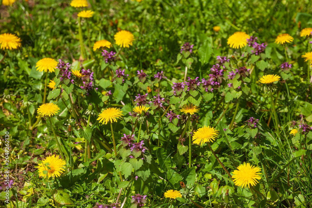 Fototapeta premium Blumenwiese mit gelben blühenden Löwenzahnblumen, Deutschland