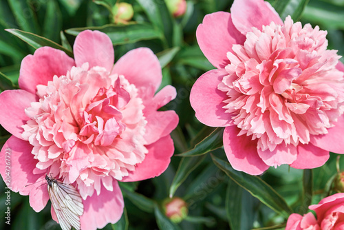 Pink peony flowers with butterfly in garden