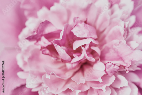 Pink flower blossom close-up with soft petals
