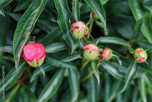 Pink peony buds among green leaves